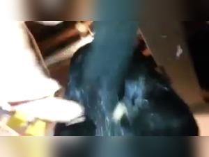 Dog sex video: an extreme experience