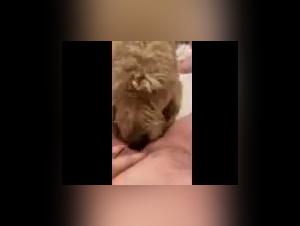 Bestiality Sex Videos with a Mom and Her Dog