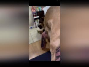 Amateur video of sex with dog: a hard and extreme scene