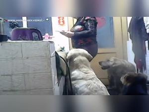 Esplorazione hardcore: donne e cani in luoghi di piacere oscuri