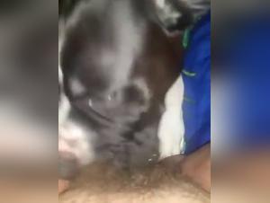 Dog sex video: extreme and shocking