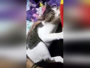 Woman caring for wild cat in extreme bestiality sex scene