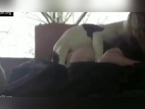 Zootubex: Your Source for Explicit Content