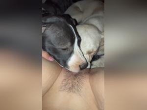 TickZoo & the Shades of Bestiality