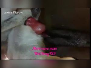 Discover the pleasures of bestiality with this black woman and her dog