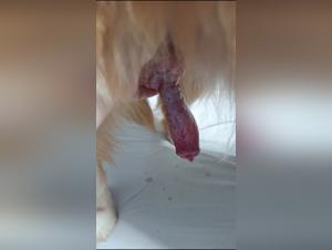 bestialzoo: blurring lines of reality