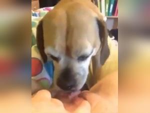 Sex Videos Bestiality and Zoophilia