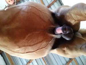 Prohibited delights: explore animal sensuality
