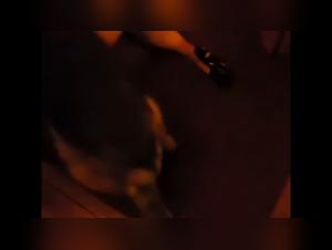 Iris: ossessione canina scatenata