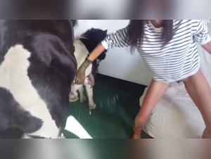 Exclusive Video: Discover Sex with a Horse