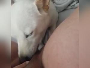 Intense and extreme moments of sex with dogs