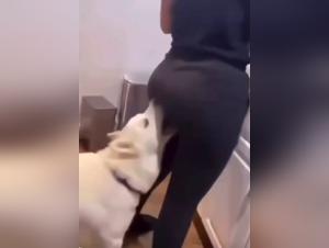 Febrile Herrschaft: Hund, Arsch und Ausschweifung