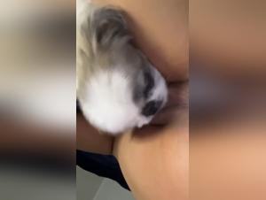 Canine Obsession