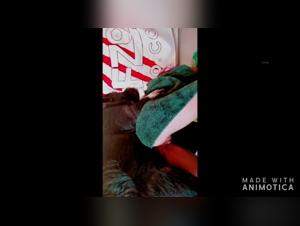 Zoophilia Video - Bestiality Sex