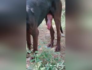 Watch this female dog get fucked by an alpha male