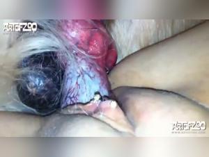 Orgie selvatiche: cani e troie senza limiti