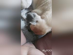 The Hidden Accomplice: Canine Passion and Dark Desire