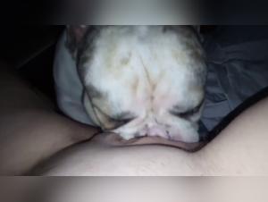 Fougue Canine : Baise et Lèche sans Limites