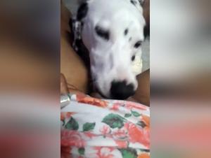 Amateur Dog Sex Videos: Wife's Extreme Zoophilia Experience