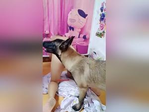 Fucking with dogs, following with a dog: the best moments of animal sex