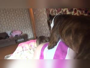 Extreme Bestiality Zoophilia Sex Videos