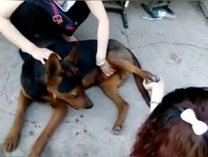 Extreme dog sex video