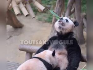 Zoophilie Extremo: Unbekannte Animalitat
