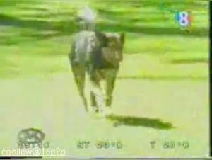 Bestial encounter: the woman and the dog in a sex video