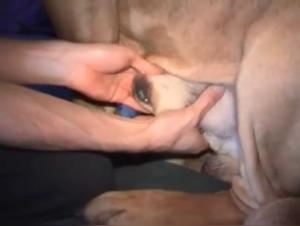 Giorvio degli animali: scene hardcore del dominio canino
