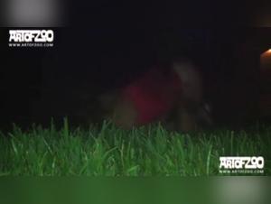 Explore the limits of desire with Cupcake and her four-legged friend