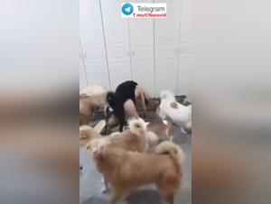 Dominazione felina: una donna sotto il potere dei cani