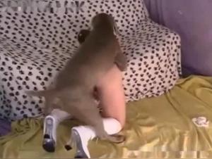 Discover a Novinha in a Sex Scene with a Dog