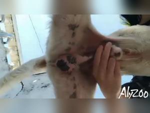 sucking dog fucking animals