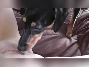Svela i desideri tabu: dominazione degli animali vivi