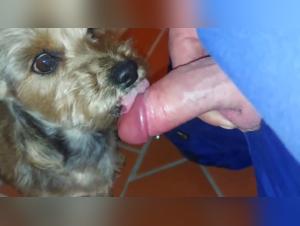 the meaning of bestiality