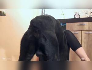 Baise avec chien : des salopes et des putains se donnent au chien