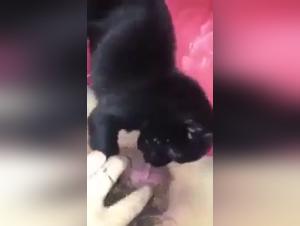 Bestiality Video: Experience the Extreme