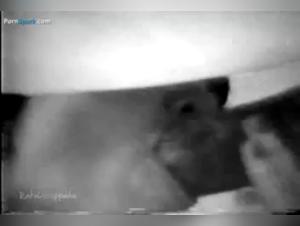 The girl sucks the dog of her neighbor, a slut f****s with her equine