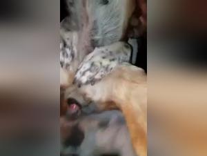 Discover the forbidden pleasures of zoophilia in bestiality sex videos