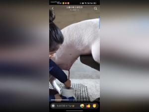 beastality dog fuckin