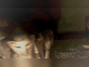 Amateur Dog Sex Videos - Real Women, Real Passion