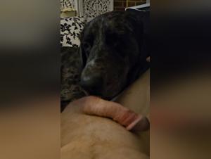 illegal zoophilia pornography