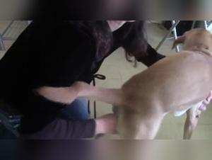 Une Expérience Extrême et Bestiale