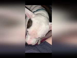 new beastiality show