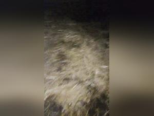 Extreme bestiality porn video