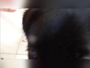 Extreme dog sex video