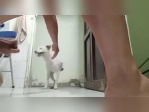 Animalpornrocks: Where Forbidden Desires Converge