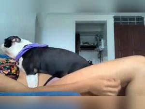 amateur beastiality and dogs fucking girls