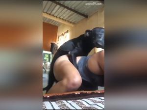 A dog sex encounter: a Milf decides to share her pleasure with her canine companion