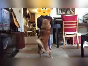 Impressive Dog Sex Scenes to Get You Turned On